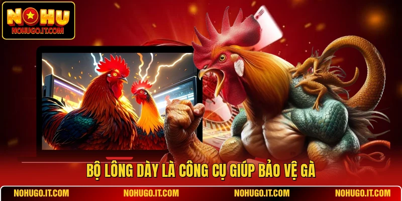 Bộ lông dày là công cụ giúp bảo vệ gà