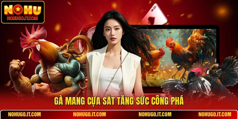 Gà mang cựa sắt tăng sức công phá