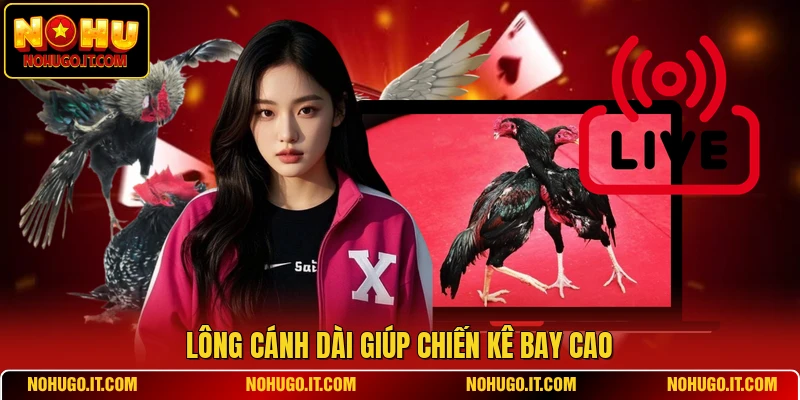 Lông cánh dài giúp chiến kê bay cao