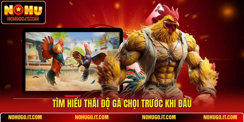 Tìm hiểu thái độ gà chọi trước khi đấu