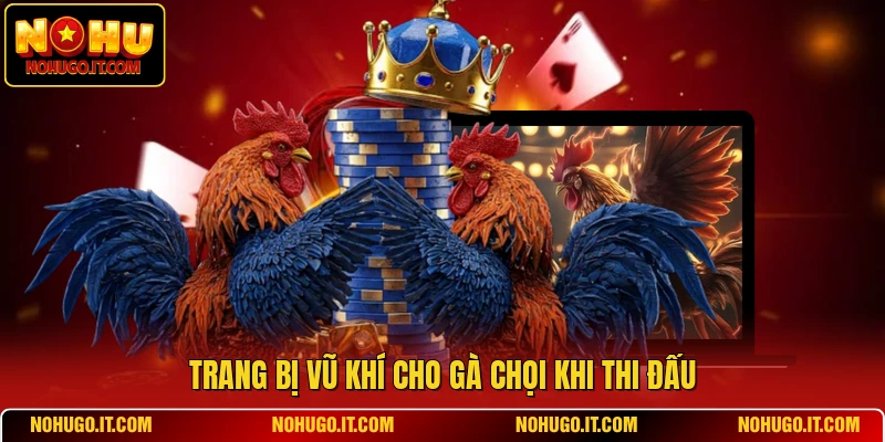 Trang bị vũ khí cho gà chọi khi thi đấu